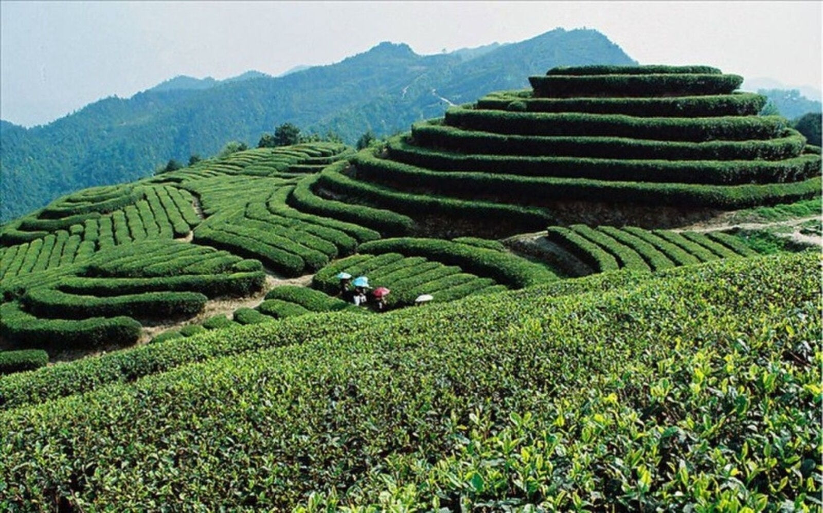 Milky Oolong, Dahongpao Black Tea  Tieguanyin Green Tea Set 15 Bags in Total