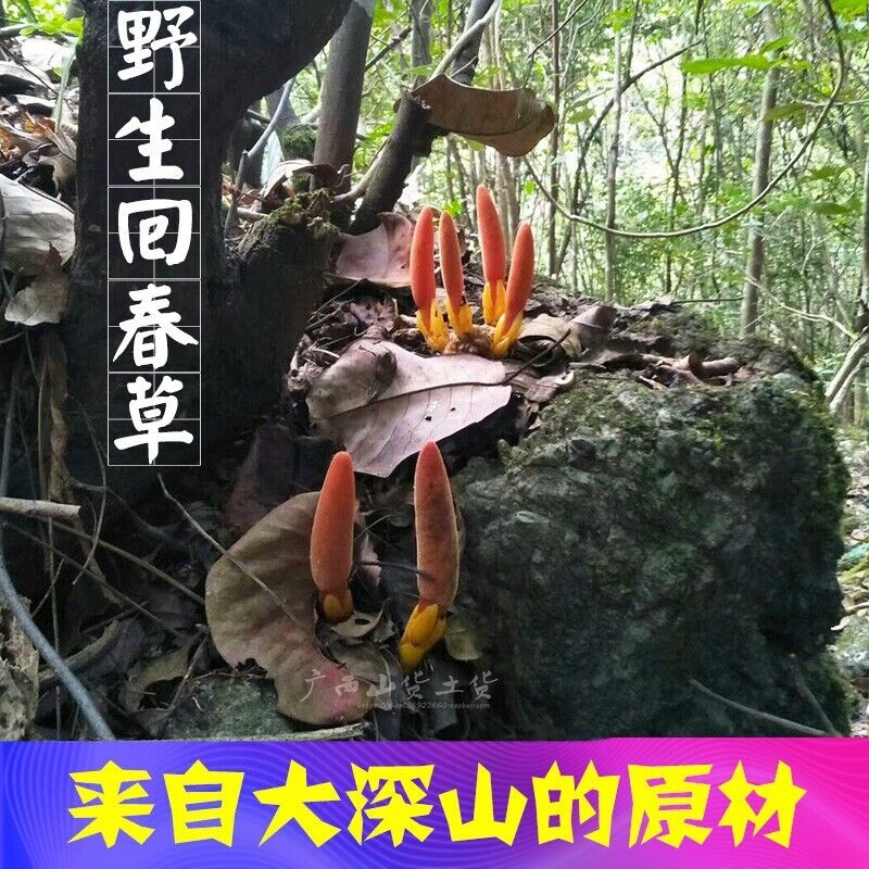 Rejuvenation Herb Tea Dingtianzhu Amaranth Cistanche and Ageless Grass Men's Tea