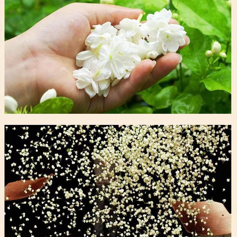 Supports Digestion Calming Effects Jasmine Tea Robust Flavor with Fresh Leaves