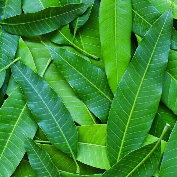 Mango Leaf Tea Dried Organic 50g Premium Natural Fresh Herbal Loose Leaf