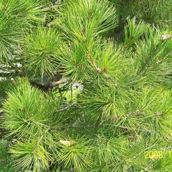 First Grade Natural Chinese Herbs Pine Needles Tea for Improving Sleeping