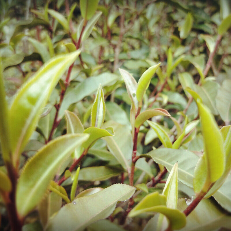 HelloYoung Top-Grade Black Tea Natural Pu-Erh Ripe Tea Purple Bud Fermented Tea Brick 250g