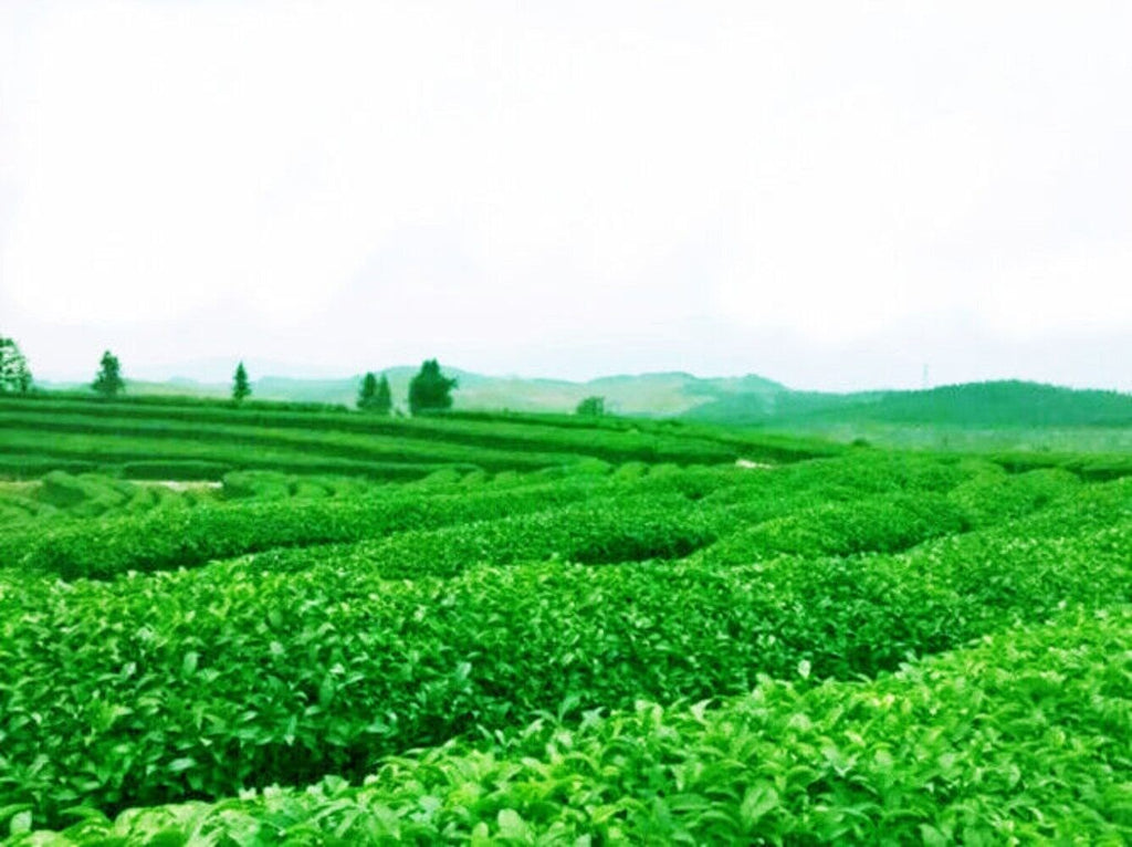 Roasted Tie Guan Yin Oolong Tea 50g Premium Chinese Black Tea High Quality