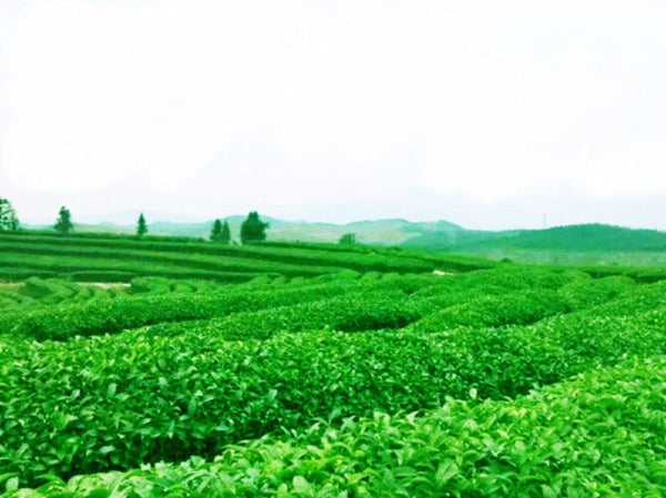 Roasted Tie Guan Yin Oolong Tea 50g Premium Chinese Black Tea High Quality