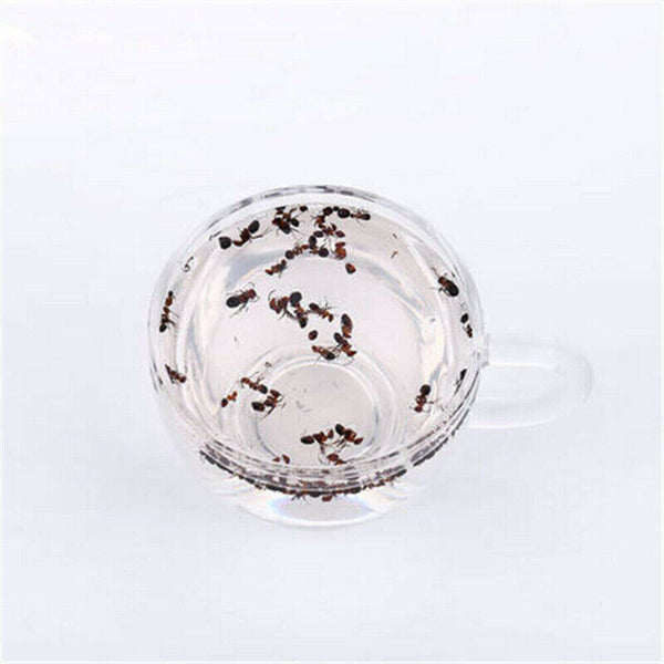 HelloYoung Bai Shan Mountain Black Ant Vic Roger Polyrhachis 500g Premuim China Wild Chang