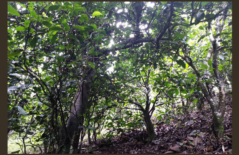 HelloYoung Natural Yunnan Pu'er Raw Tea Brick 500g Pu'er Raw Tea Brick Healthy Drink