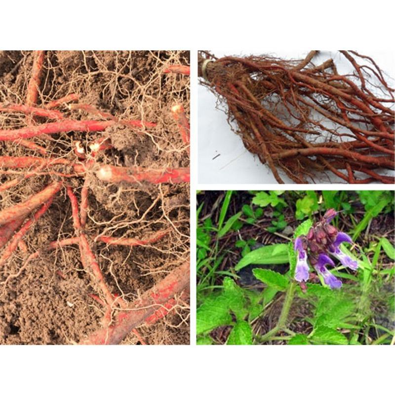 250/500g Red Sage Dan Shen Root (Salvia miltiorrhiza) Organic Chinese Medicine