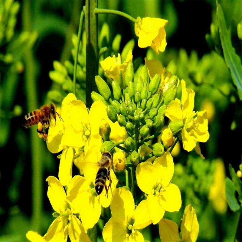 HelloYoungTea Rapeseed Napus Organic Natural Premium Anti-aging and Organic Skin Care Keep Fit