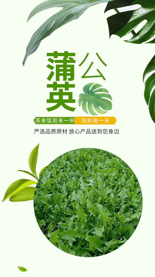 Wholesale new product - Dandelion leaves and dandelion tea. Bulk washed 500 grams, free shipping. Chinese medicinal flowers tea, brew with water. 批发新货蒲公英叶蒲公英茶 散装水洗500克包邮中药材花茶泡水
