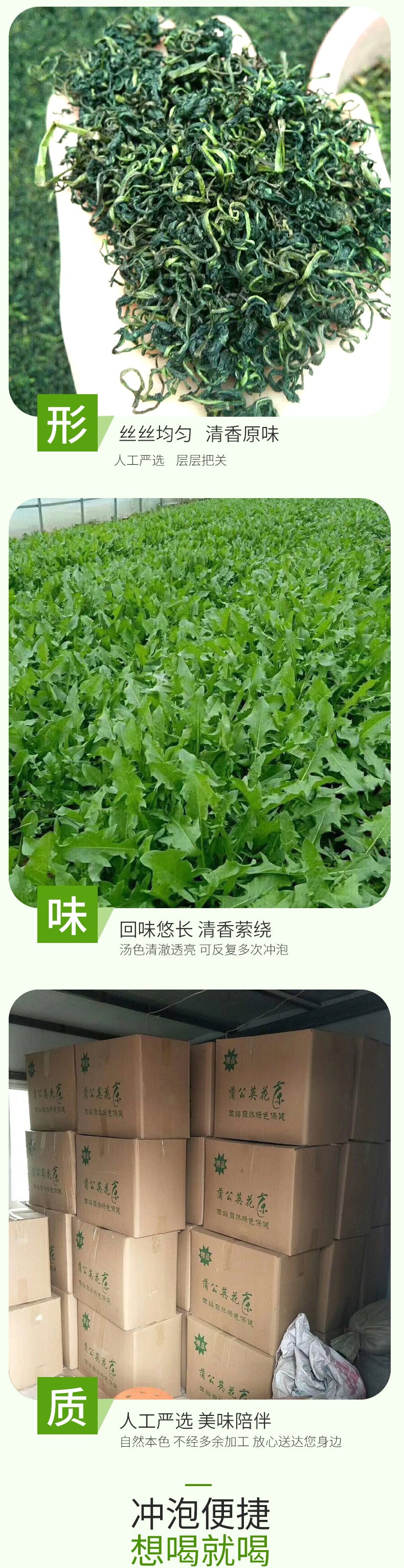 Wholesale new product - Dandelion leaves and dandelion tea. Bulk washed 500 grams, free shipping. Chinese medicinal flowers tea, brew with water. 批发新货蒲公英叶蒲公英茶 散装水洗500克包邮中药材花茶泡水