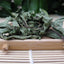 HelloYoung50g Mint Leaves Wild Mint tea Premium Cool Mint Tea Herbal Tea Reduce Liver Fire