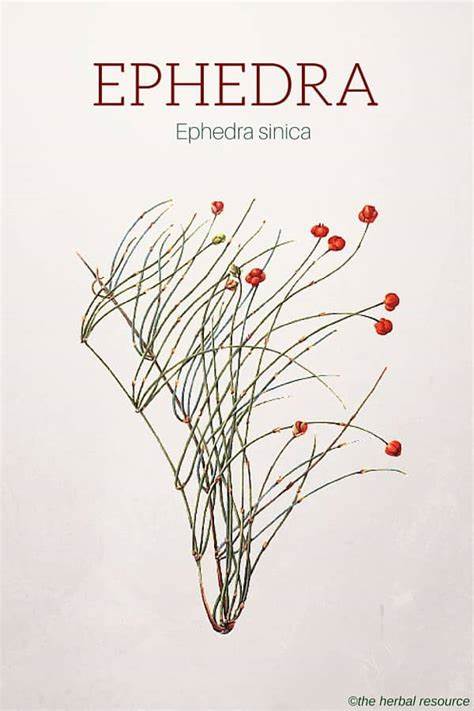 HelloYoung Somlata Gerard Jointfir Khanta Asmania Branch Stem Whole 500g(17.63oZ)'