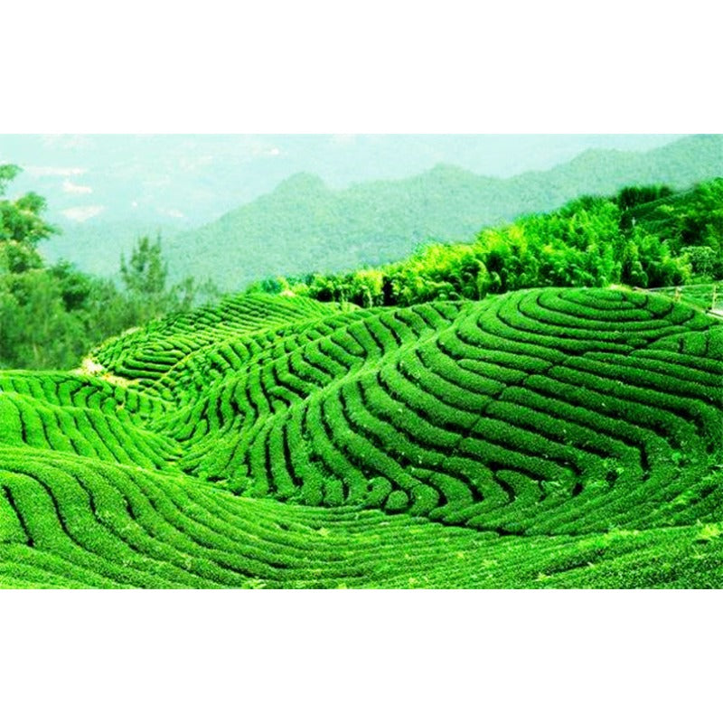 HelloYoung100g China Puer Tea Ripe Pu Erh Black Tea Yunan Canned Green Food Beauty Red Tea