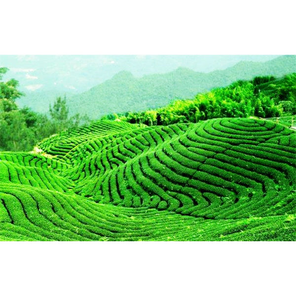 HelloYoung100g China Puer Tea Ripe Pu Erh Black Tea Yunan Canned Green Food Beauty Red Tea