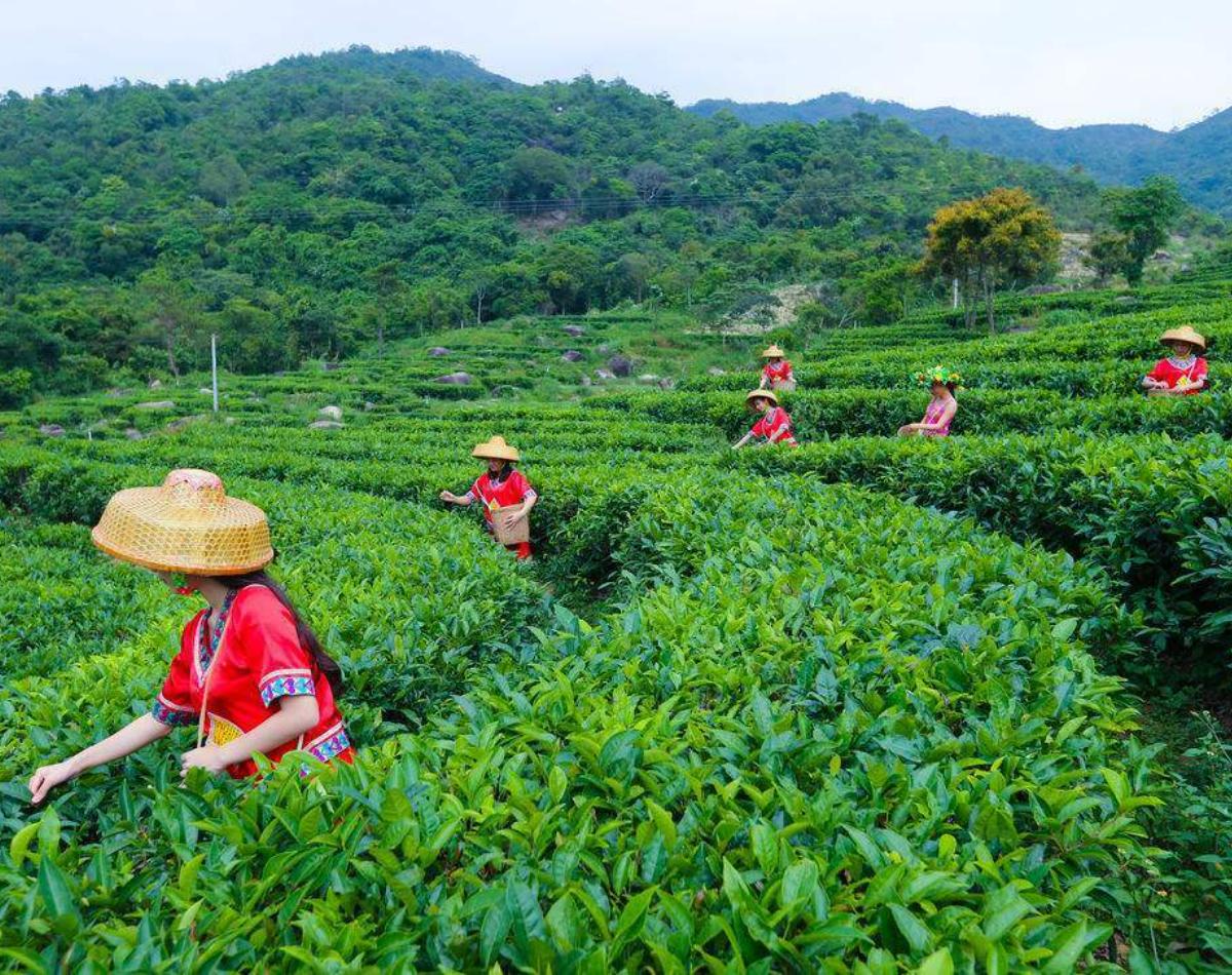 HelloYoungTea 357g Premium Ripe Puerh Tea Lao Ban Zhang Ecological Ancient Tree Tea Golden Bud