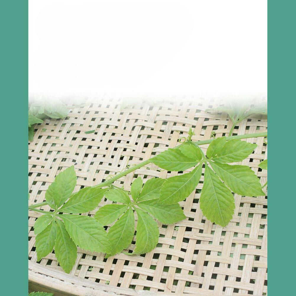HelloYoungTea Jiaogulan Cha Gynostemma Tea Lowering Three Highs Helps Delay Aging Hetbal Tea Natural Health Herb