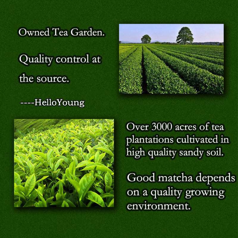 HelloYoung 100% Organic Matcha Green Tea Powder - Premium Japanese Matcha - Best for Delicious Matcha Latte, Yummy Smoothie, Flavorful Desserts & Baking - No Sugar Added for drinks green tea powder weight loss