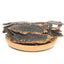 100% Natural xuan Shen Ningpo Radix Rhizoma Ginseng Root Angelicae scrophulariae Herbal Tea
