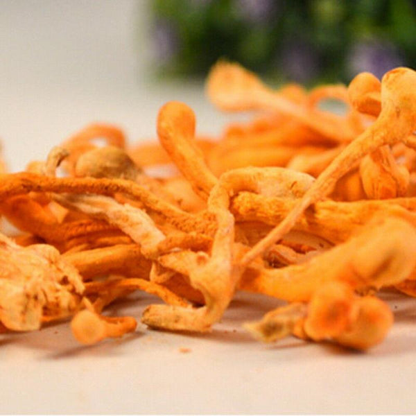 Cordyceps Militaris Powder Organic Mushroom Rich In Protein Amino Acids Herbal