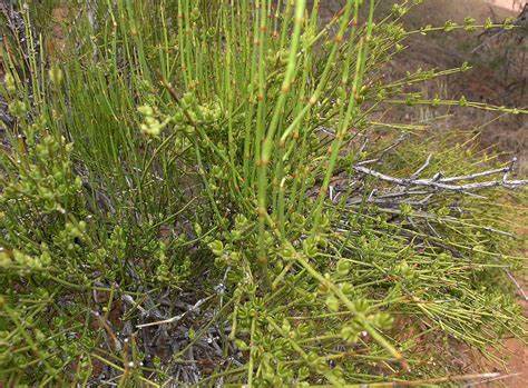 HelloYoung Somlata 250g | Soma | Ephedra Gerardiana | Khanta