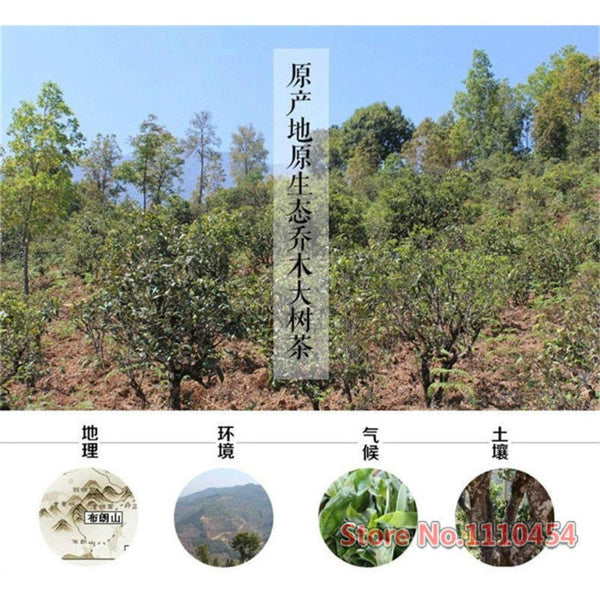 HelloYoungTea 100g Raw Puer Tea Cake Yunnan Sheng Pu-erh Health Benefits