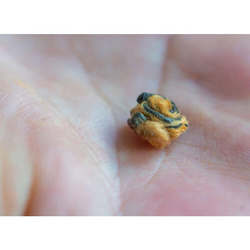 Fengqing Dian Hong Tea Gold Snail Spring Tea Yunnan Black Tea Red Snail Gold Bud