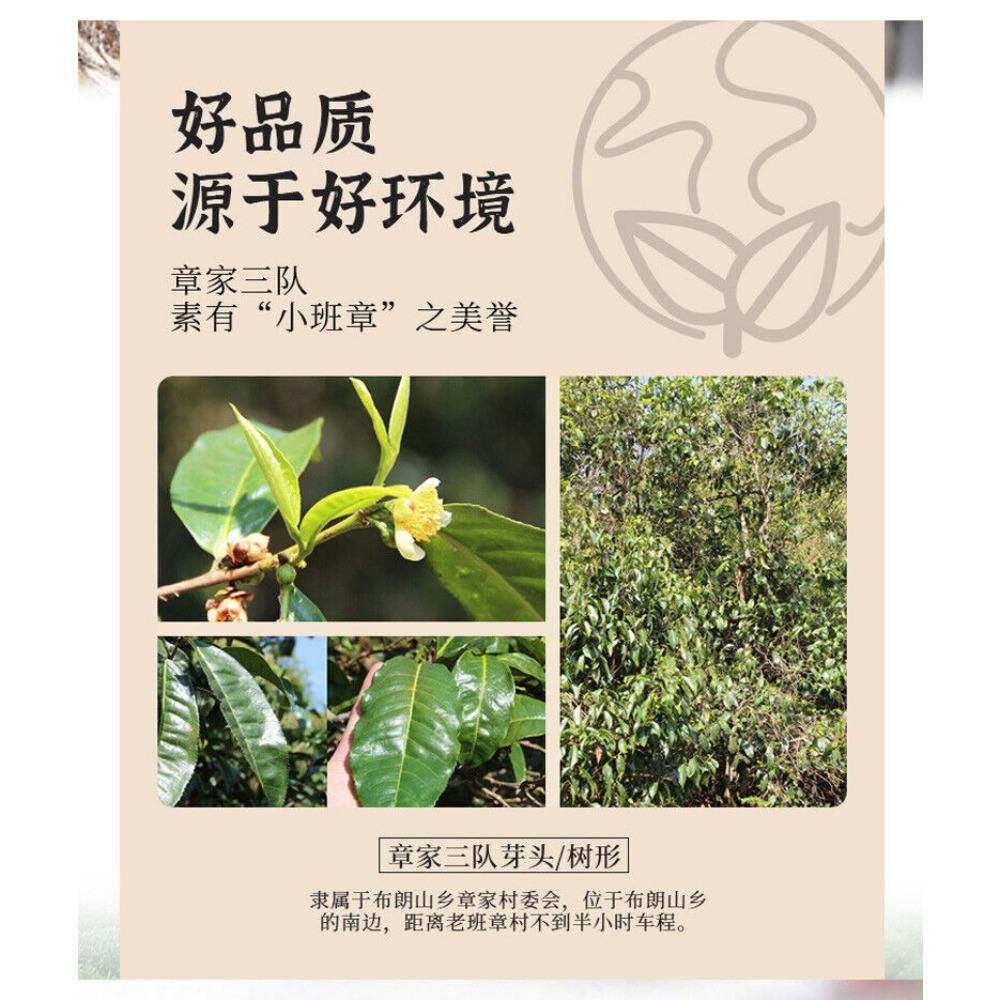 HelloYoungTea Bulang Famous Mountain Aged Tree 500g Haiwan Zhang Jia San Dui Puer Tea