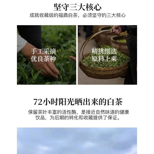 HelloYoungTea 350g Fuding High Mountain White Tea Aged Day Sun Old Tea Cake Gongmei Shoumei