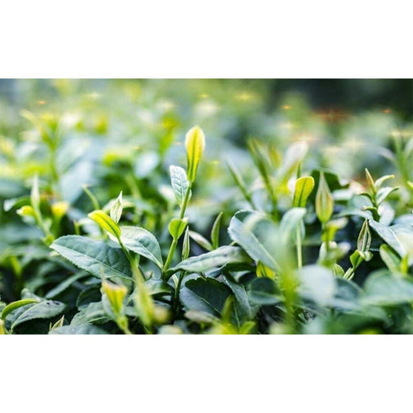 HelloYoungTea Milk Oolong Tea 250g Natural Loose Leaf Mountain Grown Fragrant