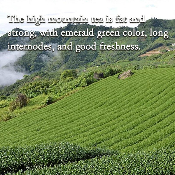 HelloYoungTea HelloYoung Jin Xuan Milk Oolong Tea Taiwan Alishan High Mountain Milk-scented Wulong Tea Gaoshan Cha Strong aroma resistant to brewing