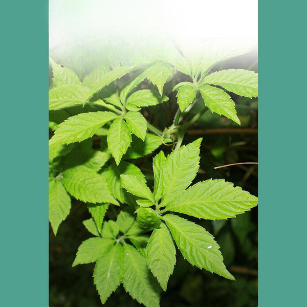 HelloYoungTea Jiaogulan Cha Gynostemma Tea Lowering Three Highs Helps Delay Aging Hetbal Tea Natural Health Herb