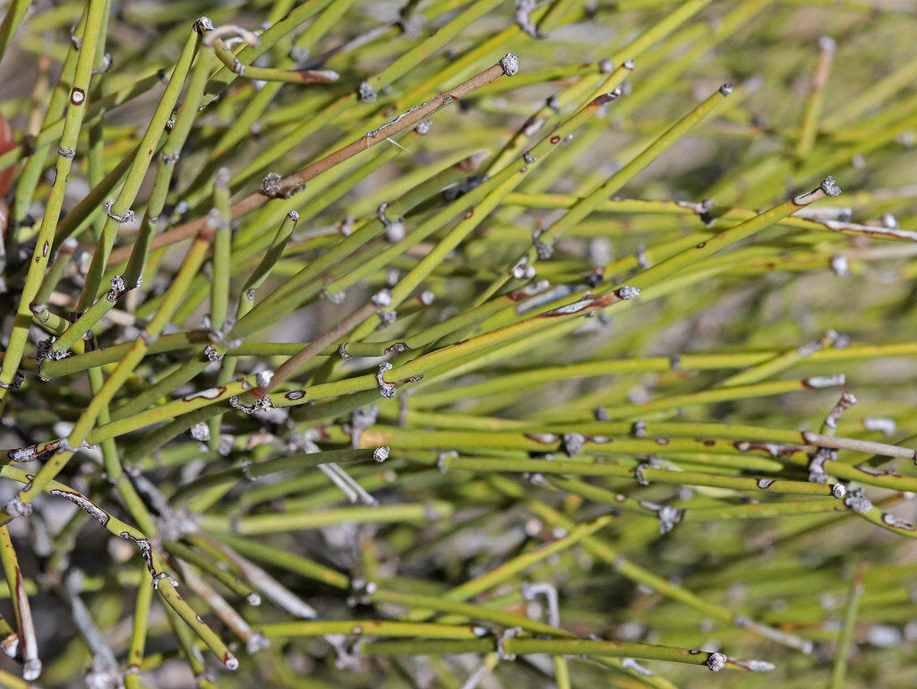 HelloYoung Mo huang healthy herbal tea natural Muhuang tea 250g herbs