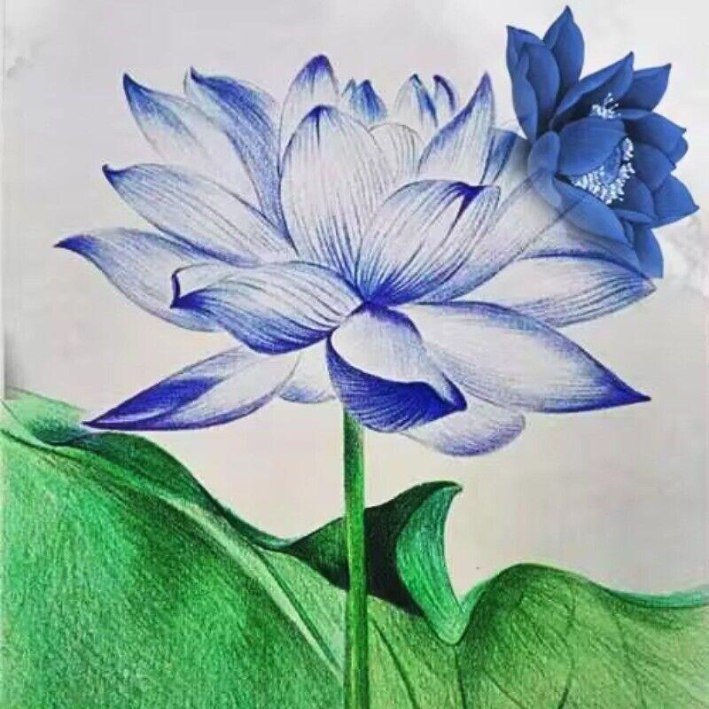 HelloYoungTea Natural Base Planting Pesticide Free Chinese Herb Dried Blue Lotus Flower
