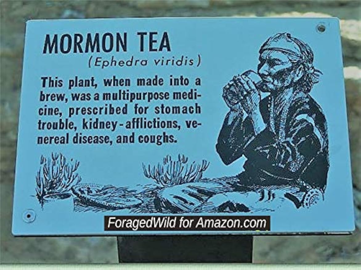 HelloYoung Mormon Tea - Brigham Tea - Ephedra Tea - SUBALPINE | USA WILDCRAFTED 8.8oz Dried