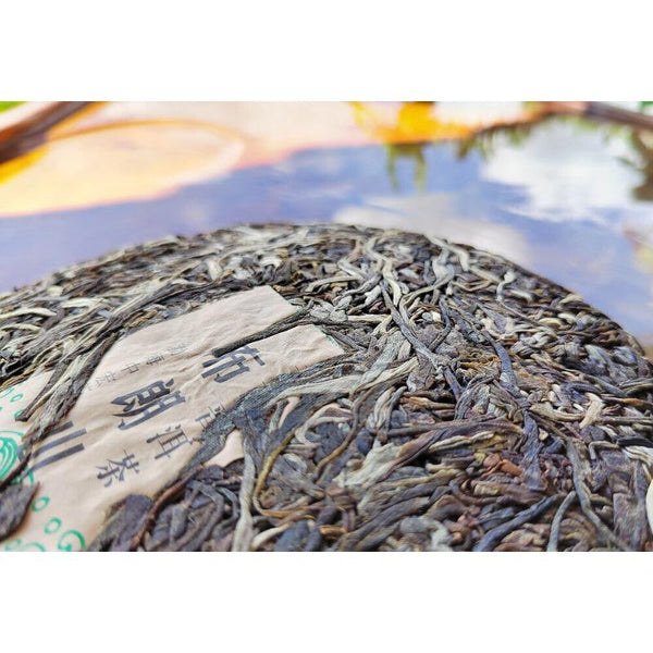 HelloYoungTea Yunnan Menghai Pu'er Tea Brown Mountain Early Spring Arbor Pu'er Raw Tea Cake