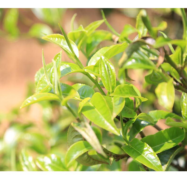 HelloYoungTea 2020 Haiwan Old Comrade 7588 Yunnan Puer Tea Brick Shu Pu-erh Ripe Puerh 250g