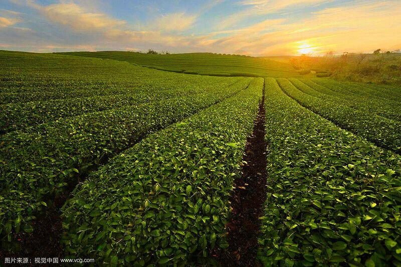 HelloYoung Dried Orange Peel Fruit Tea To Make Syrup of Plum Relieve A Cough Health Care
