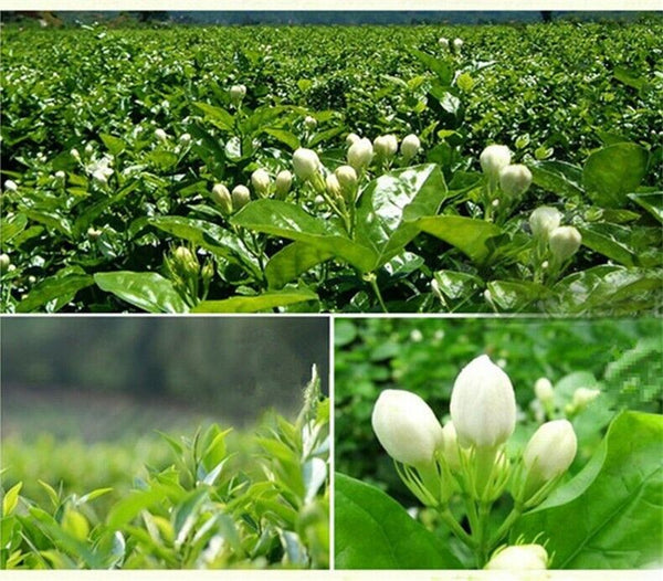 HelloYoung Chinese Tea Green Jasmine Flower Jasmine Flowers Green Tea Jasmine Flurries 50g