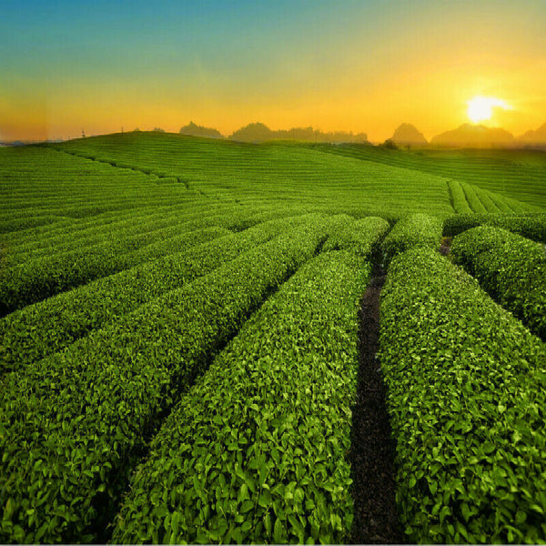 HelloYoung Lemon Tea Lemon Slices Dried Fruit Tea Freshly Soaked  Scented Tea Healthy Food