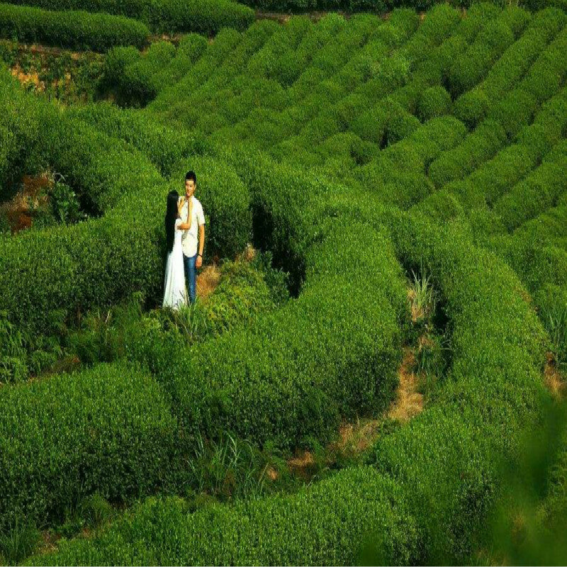 Puer Tea 357g Ancient Tree Green Tea Puer Raw Tea Cake High Quality Pu-Er Tea