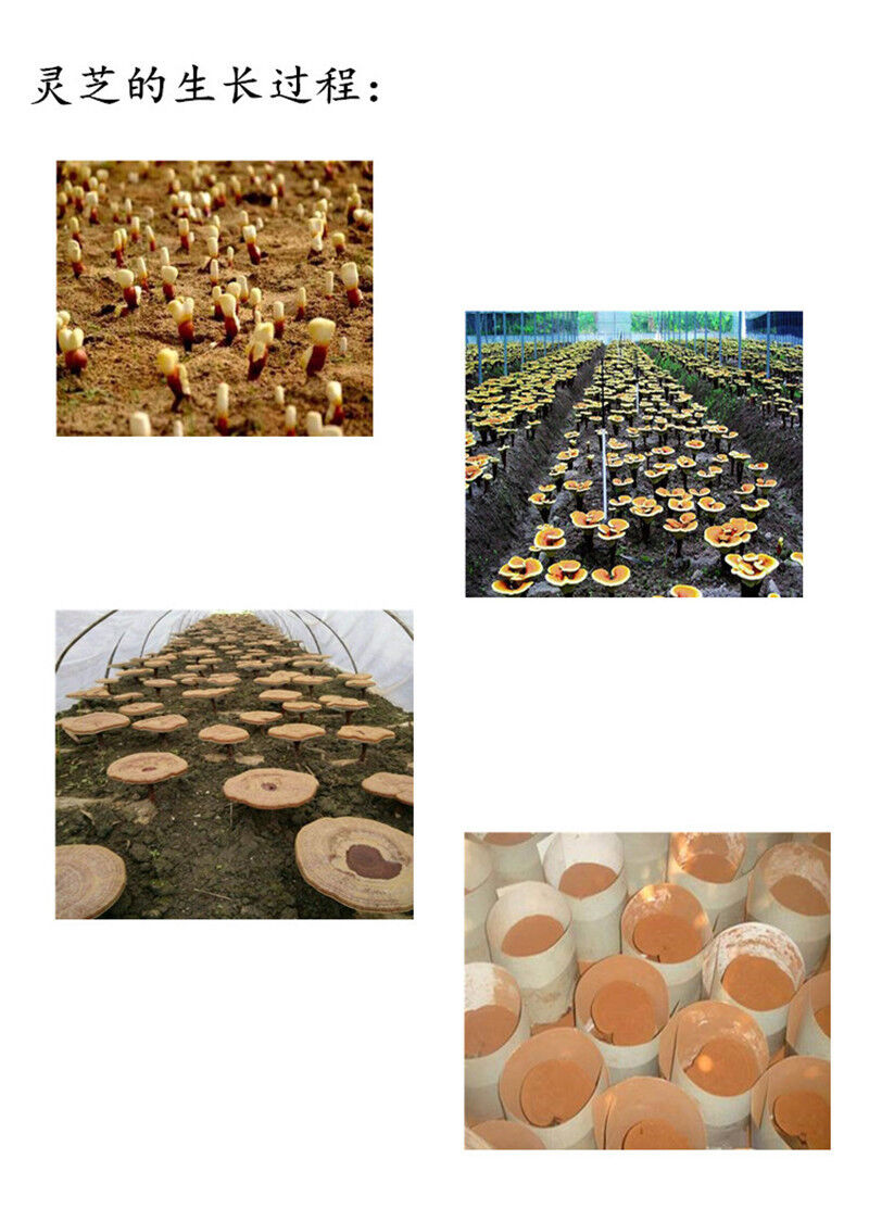 500g Ganoderma Lucidum Lingzhi Tea Natual Reishi Spore Powder Chinese Herbal Tea