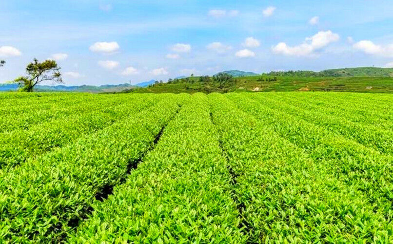 HelloYoung 20g Dried Loose Lotus Leaf Tea Flower Herbal Tea Chinees Slimming Tea Green Food