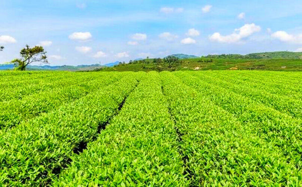 HelloYoung 20g Dried Loose Lotus Leaf Tea Flower Herbal Tea Chinees Slimming Tea Green Food