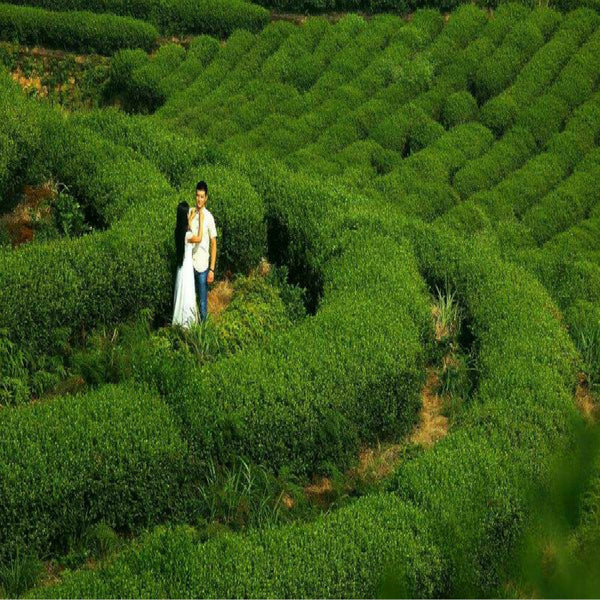 Natural Chinese Organic Sweet-scented Osmanthus Flower Dried Fragrans Tea Herbal