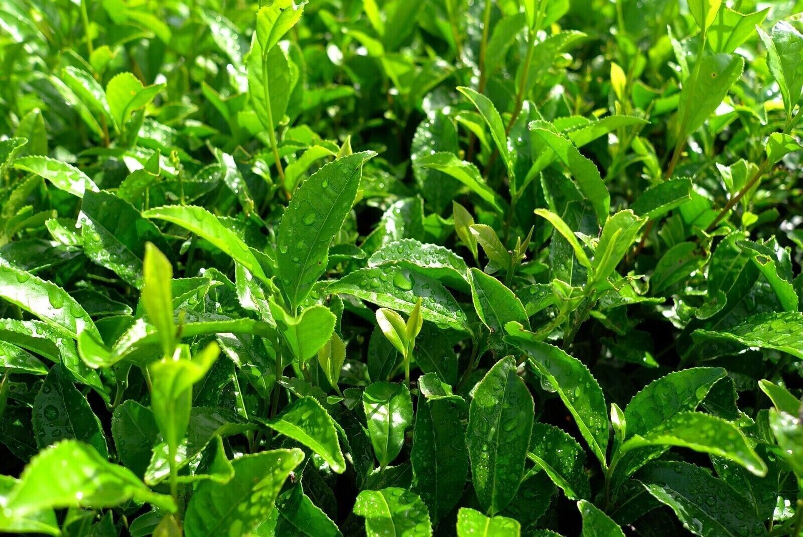 JAPANESE Matcha Green Tea Powder. (All Purpose) Matcha for Tea, Latte, Desserts