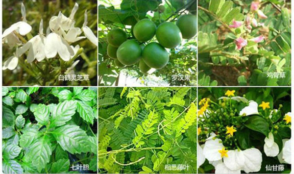 6 Bags TopGrade Healthy Liver Tea Chinese Herbal Tea Health Care Fatty Liver 养肝茶