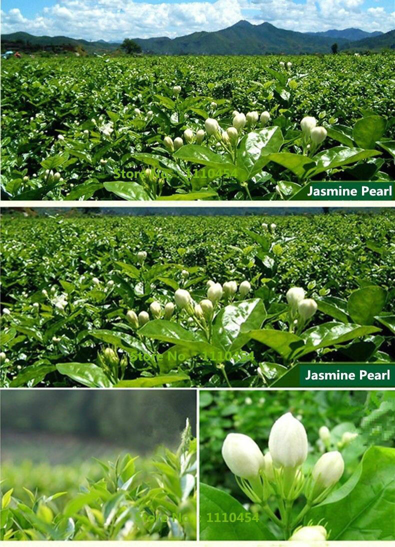 HelloYoung Top Jasmine Flower Tea Jasmine Pearl Natural Green Tea Chinese Fragrant Tea100g