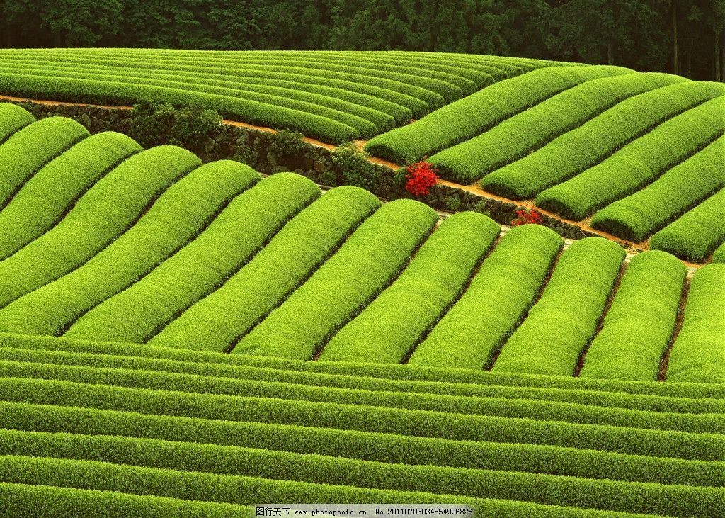 HelloYoung 100g Ripe Pu-erh Tea Premium Black Puerh Tea Mini Old Chinese Yunnan Tuocha Tea