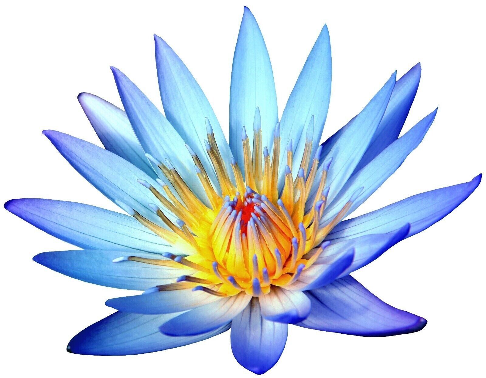 Egyptian Blue Lotus Flowers (Nymphaea Caerulea) 28g (1oz) ships from ATL Main image
