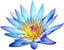 Egyptian Blue Lotus Flowers (Nymphaea Caerulea) 28g (1oz) ships from ATL